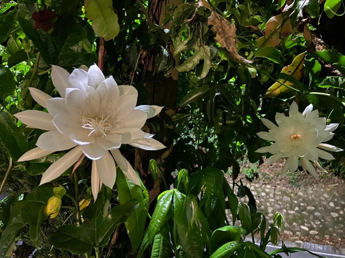 Tian Hsiang Tea B&B Renai Εξωτερικό φωτογραφία